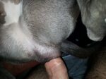 Dog fucks man 👉 👌 Man dog porn Horny homosexual man lets dog